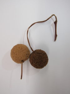 Sycamore Hanging Fruit